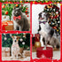60 Pcs Christmas Dog Collar Bow Ties Bulk, Warm Snowman Detachable Bowties for Small Medium Large Dogs, Cat Grooming