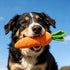 Tiosen Carrot Dog Toy with Squeaker, Bite-Resistant Soft Comfortable Dog Toys Plush Soft Material, for Small Medium
