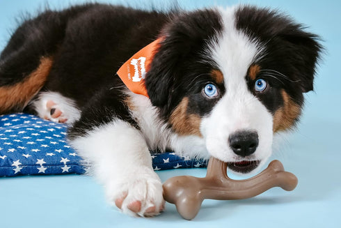 Nylabone Dog, Puppy Gourmet Style Strong Chew Toy Wishbone Peanut Butter Small/Regular (1 Count)