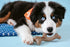 Nylabone Dog, Puppy Gourmet Style Strong Chew Toy Wishbone Peanut Butter Small/Regular (1 Count)