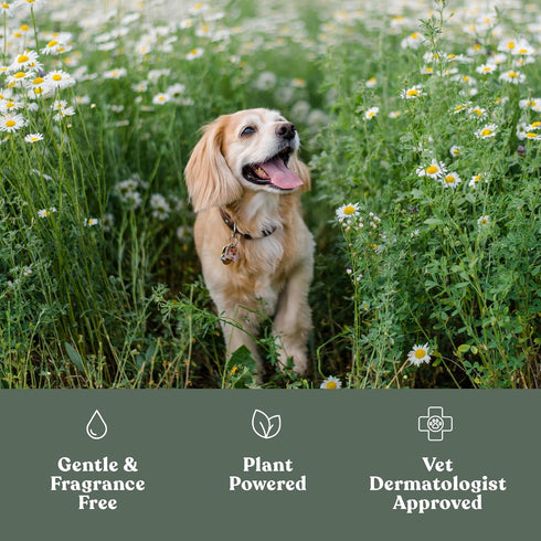 Dandylion Clean Paws No-Rinse Foaming Cleanser | Gentle, Fragrance-Free, pH Balanced | 5fl oz. with Brush