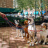 5 Pcs Slip Lead Dog Leash - Strong Nylon Rope Training Leash for Large, Medium, and Small Dogs