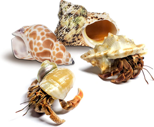 Store Nature Gift 2 Live Hermit Crabs Shipped Now-with Premium Hermit Crab Shells: