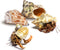 Store Nature Gift 2 Live Hermit Crabs Shipped Now-with Premium Hermit Crab Shells: