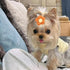PET SHOW 10Pairs Flower Dog Hair Bows, Grooming Accessories for Small Medium Dogs, Yorkie Boy Girl with Rubber Band