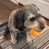 Fieldcrest Farms 35lbs, 2 Packs (16 Nothin to Hide Flip Chips Dog Chews - Natural Rawhide Alternative Treats for Dogs