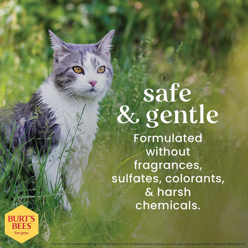 10 Oz Burts Bees for Pets Hypoallergenic Cat Shampoo with Shea Butter and Honey, Gentle Kitten Shampoo for Indoor Cats