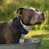 Mile High Life Reflective Dog Collar Leash Set for Small Medium Dogs (Reflective Stripe Blue, Medium, Pack of 2)
