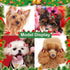 80pcs Christmas Small Dog Hair Bows, Bulk Christmas Plaids Dog Bows with Rubber Bands, Mix Christmas Pattern Pet Puppy Dog Grooming Bows, Dog Bows for Yorkie Rabbit Cat Hair Accessories