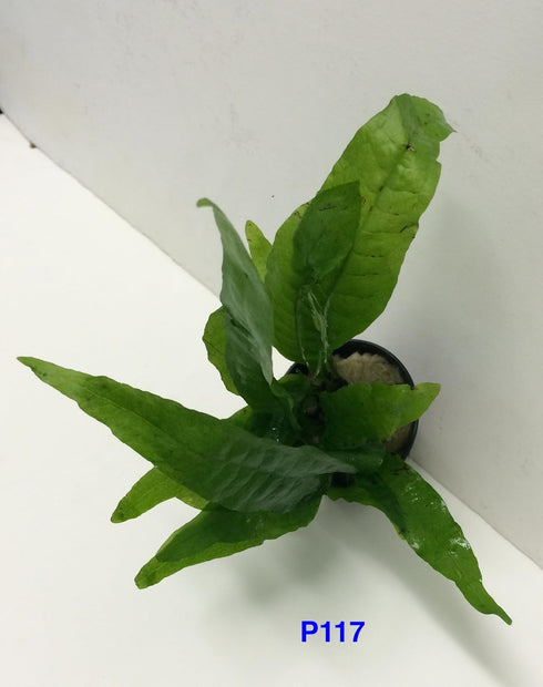Jayco Buy2get1free,same Ps117, plant Java Fern, Microsorum Pteropus Potted Plant Live Aquarium Plant