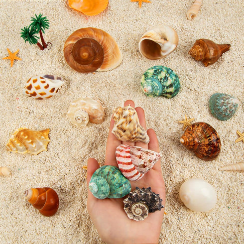 15PCS Natural Hermit Crab Shells, Sea Conch Size 1.6"-3.2", Turbo for Small to Medium Crabs