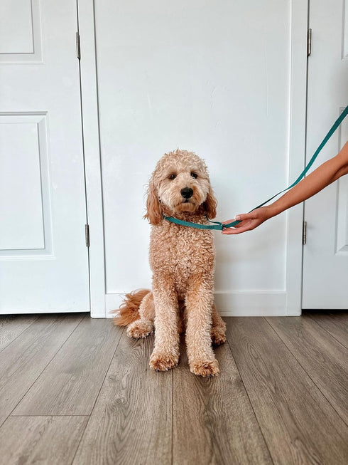 Midlee 4 Foot Dog Kennel Slip Lead - Heavy Duty Nylon Pack of 10