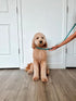 Midlee 4 Foot Dog Kennel Slip Lead - Heavy Duty Nylon Pack of 10