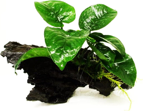 (Anubias Barteri Butterfly) Anubias, Java Fern, Moss and More! Freshwater Live Aquarium Plants on Driftwood for Aquatic
