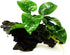 (Anubias Barteri Butterfly) Anubias, Java Fern, Moss and More! Freshwater Live Aquarium Plants on Driftwood for Aquatic