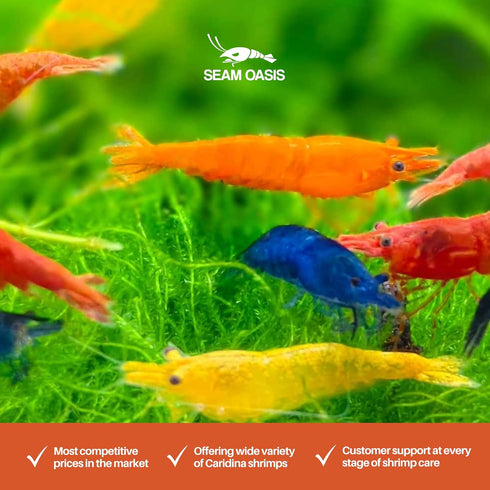 (Pack 10) Mix Neocaridina Shrimps for Freshwater Aquariums