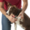 Franklin Sports Professional Grade Dog & Cat Nail Clippers with Safety Guard, Stainless Steel Grooming Tool
