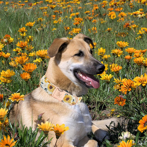 Elegant Little Tail Dog Collar - Sunflower Pattern, Durable Adjustable Cute Collar for Small Dogs, Summer Fall Gift.