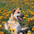 Elegant Little Tail Dog Collar - Sunflower Pattern, Durable Adjustable Cute Collar for Small Dogs, Summer Fall Gift.