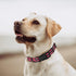 Mile High Life Reflective Dog Collar - Nylon Pet Collars with Buckle, Light Weight, Pink for Large Dogs (Pink, L)
