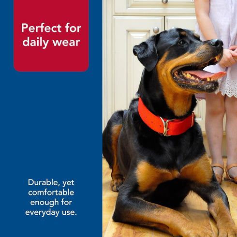 Coastal Pet Macho Double-Ply Dog Collar with Roller Buckle, Comfortable Durable Heavy-Duty Collar, Black, 20"