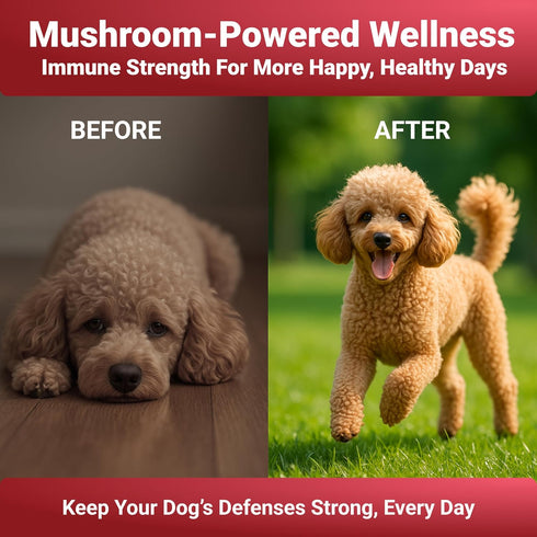 Immune WuffWell Turkey Tail Mushroom Supplement for Dogs - Support Mushrooms - Dog Mushroom Supplements for Health