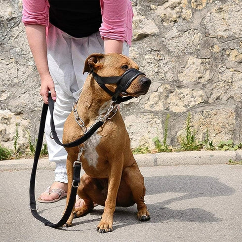 Lepark Nylon Dog Muzzle, Adjustable Loop for Small, Medium, Large Dogs, Prevents Biting, Barking, Chewing (L/Black)