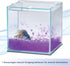 Aqueon Pure Betta Beads in Purple