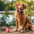 Visionary Pet Foods Tasty Spread for Dogs - Salmon Recipe - Healthy Dog Treat - Dog Treat Pouch - 10oz Jar