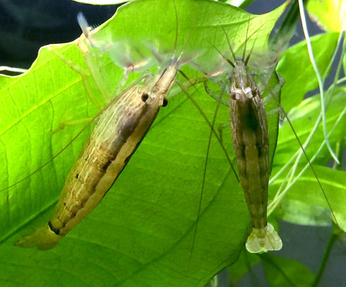 2 Aquatic Arts Small Freshwater Bamboo Shrimp (Live Singapore Flower Shrimp) | Aquarium Filter Shrimp | Safe with Tetra