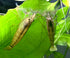 2 Aquatic Arts Small Freshwater Bamboo Shrimp (Live Singapore Flower Shrimp) | Aquarium Filter Shrimp | Safe with Tetra