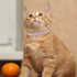 Weewooday 4 Pieces Rhinestones Cat Collars, Breakaway Cat Collar with Bell, Soft Velvet, 4 Colors (XS, Gold, Red, Pink,