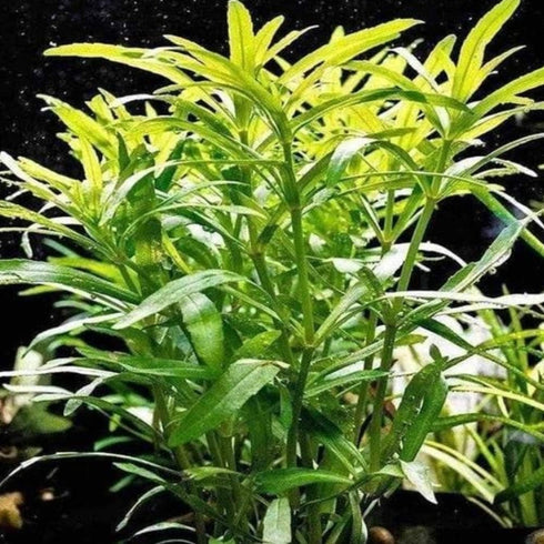PLANTEREST BUY2GET1FREE Pogostemon Octopus Potted Live Aquarium Plant Tropical Freshwater Decorations