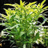 PLANTEREST BUY2GET1FREE Pogostemon Octopus Potted Live Aquarium Plant Tropical Freshwater Decorations