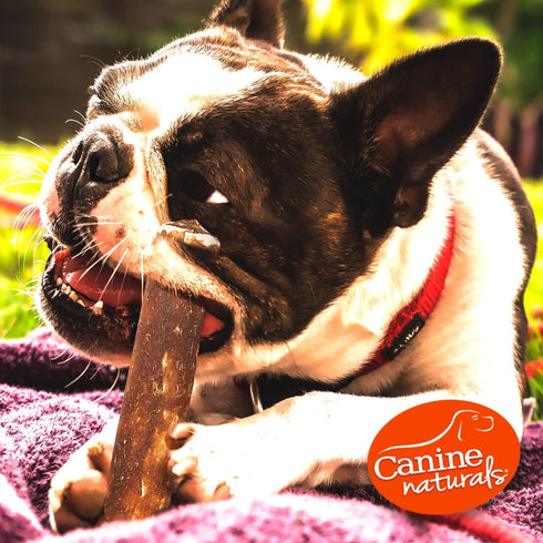 Canine Naturals Peanut Butter Chew - 100% Rawhide Free Dog Treats, 2 Pack of 7 Inch Large Rolls for Dogs 50 lbs+