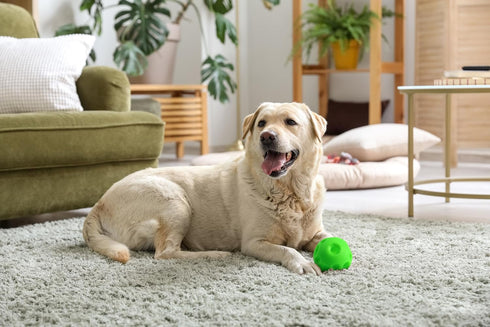 Omega Paw Giggle Treat Dispensing Ball for Large Dogs by