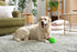 Omega Paw Giggle Treat Dispensing Ball for Large Dogs by