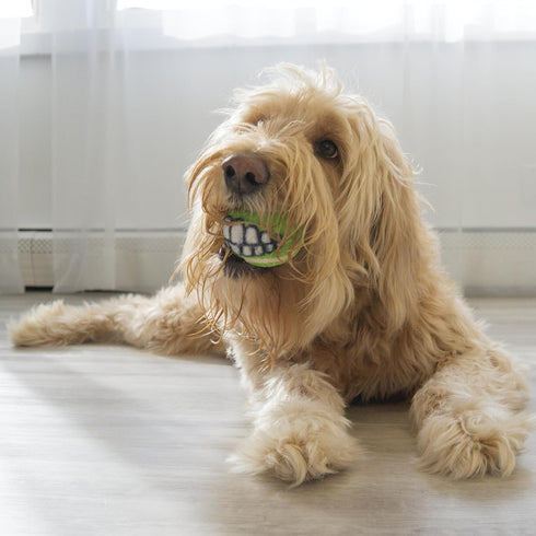 Packs (6 Pack)) KONG Grinz by Rogz Variety - Durable Bouncy Balls with Grinz Teeth - Smiley Face Dog Toy (Medium