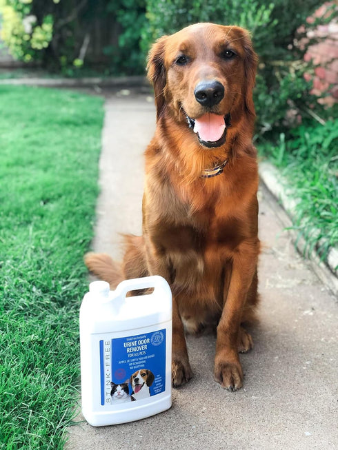Pet Urine Odor Eliminator and Remover for Cat and Dog Urine, 128 Oz (1 Gallon) - Oxidizer Based Pee Cleaner for Carpets