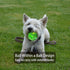 Leejec Dog Toys, 2.5" Interactive Light Up Balls, Durable Rubber Fetch Training Balls, Pet Birthday Gift, 3-Pack