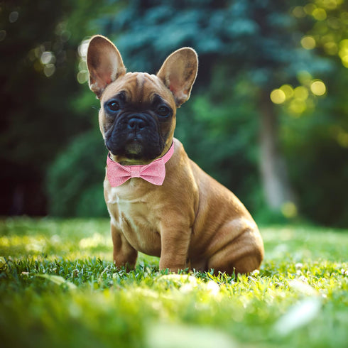 Bling Pink Dog Bow Tie Collar for Small, Medium Dogs, Cute Collar for Daily Walking or Holiday Parties (Neck fit