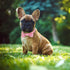 Bling Pink Dog Bow Tie Collar for Small, Medium Dogs, Cute Collar for Daily Walking or Holiday Parties (Neck fit