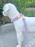 Dog Collar and Leash Set - Soft Vegan Leather with Rose Gold Metal Buckle for Small, Medium, and Large Dogs (Light