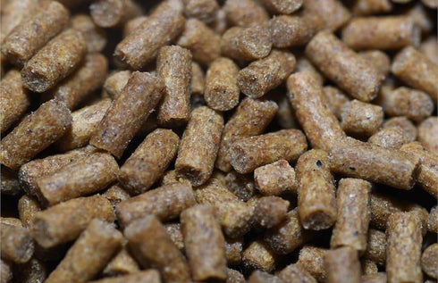 1LB 2.4mm Wpc-Co. Sinking Pellets for Freshwater Bottom Feeders, Shrimp & Snails Aquarium Food for Corydoras, Loaches