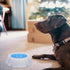 LUOZZY Pet Cooler Bowl for Dogs, Kitten Bowl, Frosty Water Bowl for House Summer Drinking (Blue)