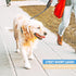 BAAPET Dog Leash 2/4/5/6 FT with Comfortable Padded Handle, Highly Reflective for Small Medium Large Dogs (2FT-1/2'',