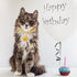 Hillban Cat Collar with Diamond Chain, Glitter Walking Metal Necklace with Secure Buckle for Small Cats (Gold, 10 Inch)