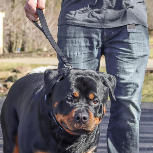 Coastal Pet Double-Ply Dog Traffic Leash, Black, 1" x 24" - Durable for Vet Visits