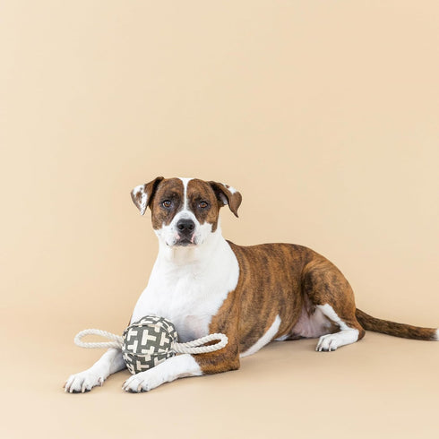 Fringe Studio "Pulling You in Odette Olive 3D Canvas Dog Toy with Tuggable Rope, PetShop Collection