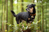 Beau's Bells Extra Loud Cat & Dog Bells, Pet Tracker, Handmade Copper (Medium)